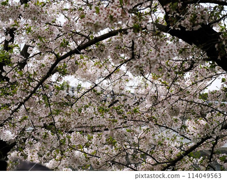 福岡城跡舞鶴公園的櫻花 114049563