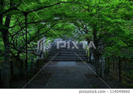 Fresh greenery at Entsuji Temple 114049660