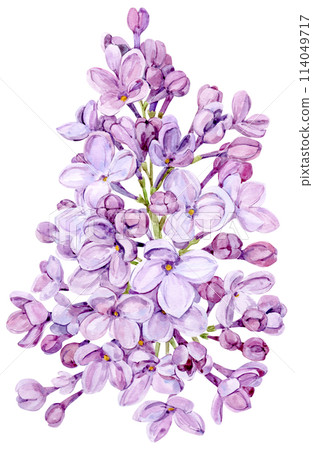 Watercolor drawing of lilac. Hand drawn botanical illustration of Shringa vulgaris. Spring purple flowers for a romantic card. An aromatic plant for packaging soap, perfume, cosmetics. 114049717