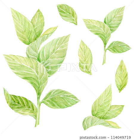 Green tea branch isolated on white background. Tea leaves and stems. Asian medicinal plant. Herbal mint tea. 114049719