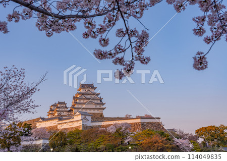 國寶姬路城 姬路城與沐浴在夕陽下的櫻花 114049835