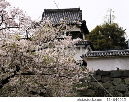 福岡城跡舞鶴公園櫻花盛開 114049915