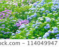 盛開的繡球花3 114049947