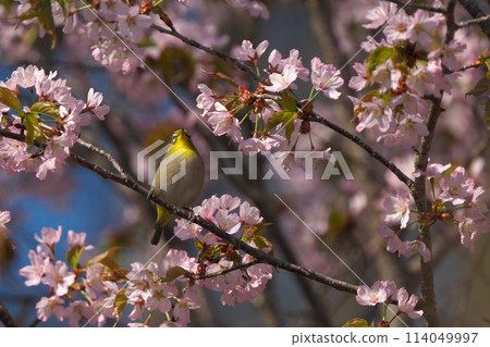 櫻花和白眼 114049997