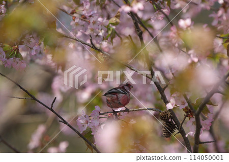 Cherry blossoms and red finch Cherry blossoms and red finch 114050001