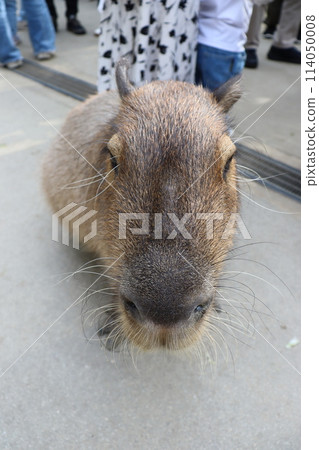 Capybara Kobe Animal Kingdom JR Sannomiya Station Port Liner Kobe Airport 114050008