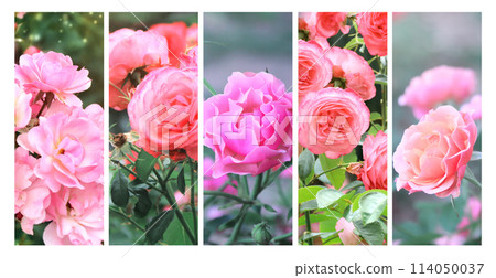 Sommerwind rose flowers on green sunny background. Set of pink and red rose flowers and green leaf. Collection of banners with rose flower with leaves Sommerwind rose flowers on green sunny background. Set of pink and red rose flowers and green leaf. Collection of banners with rose flower with leaves 114050037