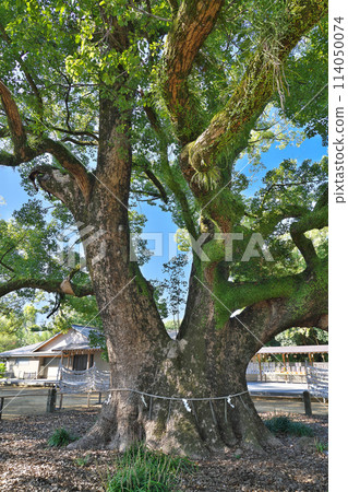 [Campus trees at Isahaya Shrine] Utsumachi, Isahaya City, Nagasaki Prefecture 114050074