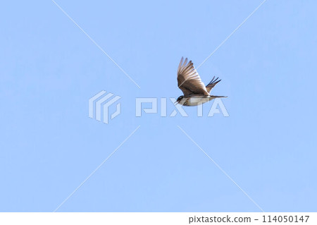 Flying sky Flying sky 114050147