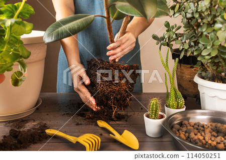 Woman Replanting Flowers and Planting Plants. Spring Houseplant Care, Waking Up Indoor Plants for Spring. Woman is transplanting plant into new pot at home. Large Rubber Ficus Woman Replanting Flowers and Planting Plants. Spring Houseplant Care, Waking Up Indoor Plants for Spring. Woman is transplanting plant into new pot at home. Large Rubber Ficus 114050251