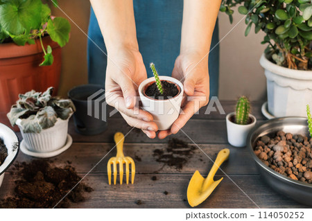 Woman Shows and holds in hands a Small pot with small Cactus. Spring Houseplant Care, Waking Up Indoor Plants for Spring. Woman Replanting a Small Cactus. Cactus in ceramic pot, soil, gloves, rake Woman Shows and holds in hands a Small pot with small Cactus. Spring Houseplant Care, Waking Up Indoor Plants for Spring. Woman Replanting a Small Cactus. Cactus in ceramic pot, soil, gloves, rake 114050252
