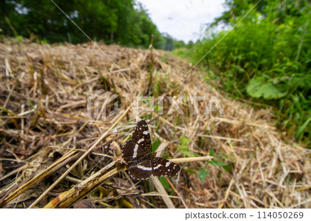 Red madara 114050269