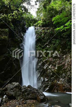 Fresh greenery at Tokko Falls 114050376