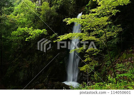 鮮綠的特光瀑布 114050601