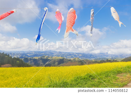 油菜花田裡鯉魚旗遊動 114050812