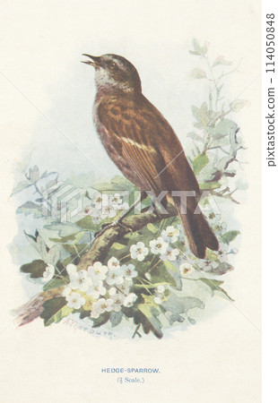 European Bird Encyclopedia: European Shrike European Bird Encyclopedia: European Shrike 114050848