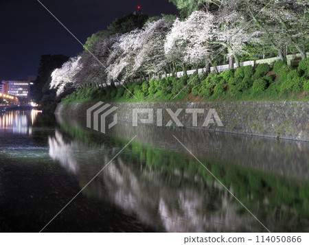 Shizuoka Prefecture, Sunpu Castle Park, cherry blossoms in full bloom at night, April 114050866