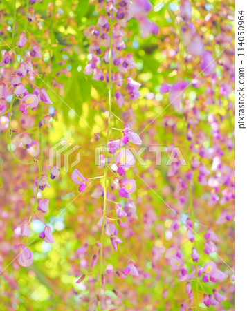 Beautiful wisteria flowers in May Beautiful wisteria flowers in May 114050964