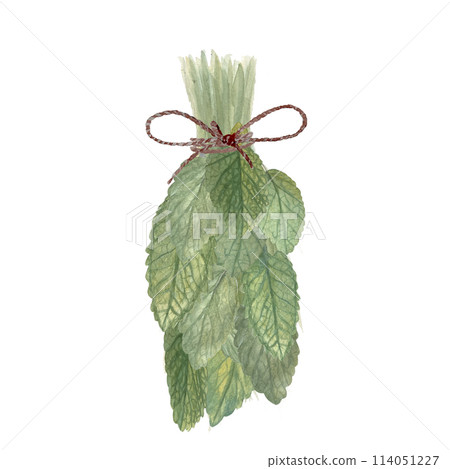 Bunch of lemon balm wild herb watercolor illustration isolated on white. High quality hand painted illustration for cards, packages, oil infusions, herbal medicine recipes, guides design 114051227