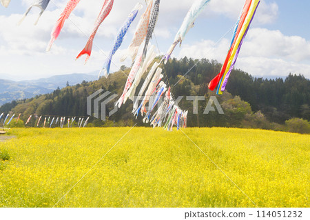 Carp streamers swimming in a field of rape blossoms 114051232