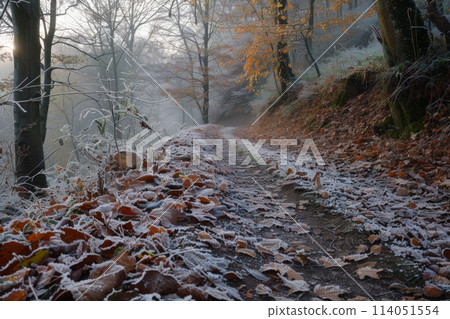 Frosty Winter Morning on a Woodland Trail 114051554