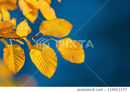 Golden Autumn Leaves Against a Clear Blue Sky 114051577