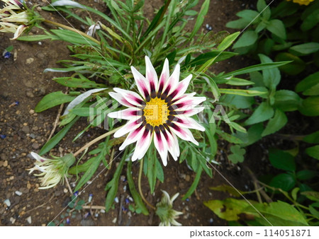 Gazania flowers 114051871