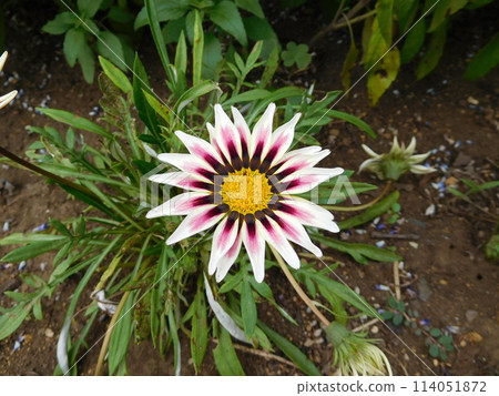 Gazania flowers 114051872