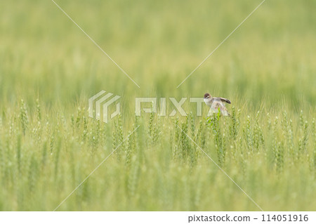 木竹 木竹 114051916