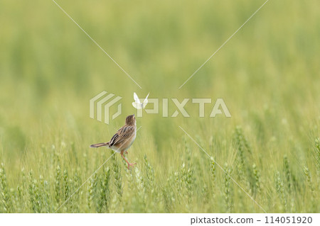 Mugibatake cisticola Mugibatake cisticola 114051920