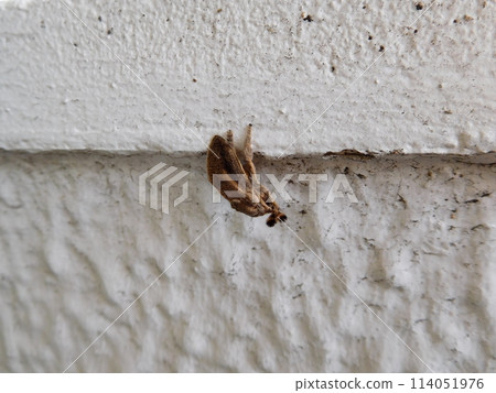 Shatchi Hokko Shatchi Hokko 114051976