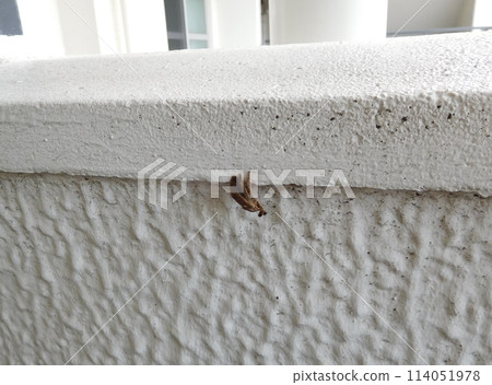 Shatchi Hokko Shatchi Hokko 114051978