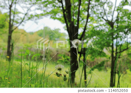 蒲公英的絨毛等待風吹過 114052050