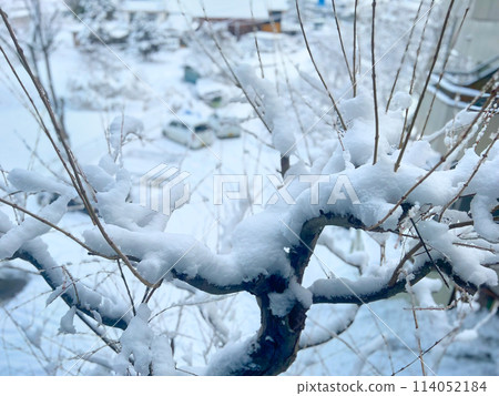 下雪的樹木 114052184