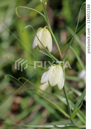 低頭綻放的貝母（高知縣佐川町牧野公園） 114052186