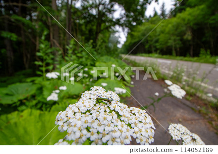 Midori Kamikiri 114052189