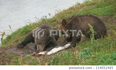 Bear cubs eating salmon 114052485