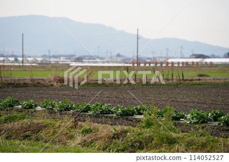 Vegetable in the field Vegetable in the field 114052527