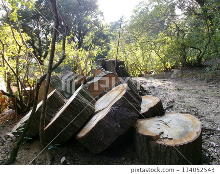 樹墩 114052543
