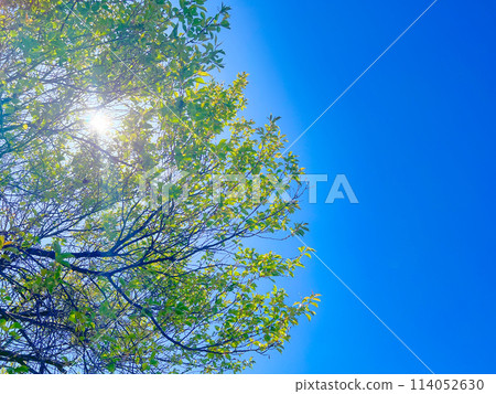 新鮮的綠色和陽光 114052630