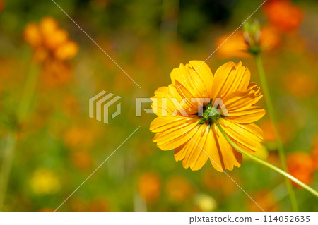Yellow cosmos flower close-up Yellow cosmos flower close-up 114052635