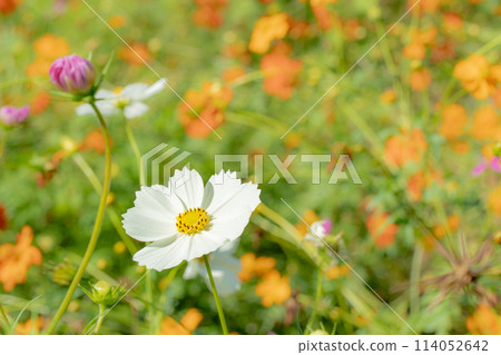 White cosmos flower close-up White cosmos flower close-up 114052642