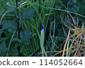 The eye-catching purple iris flowers are waiting to bloom 114052664