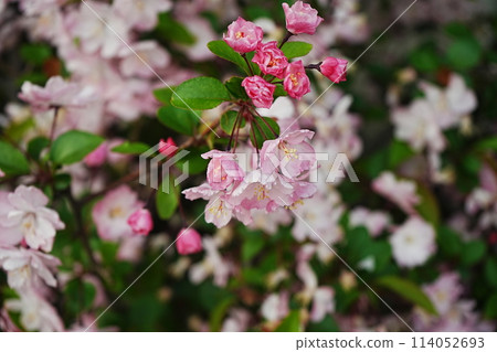 Begonia flower pink flowers 114052693