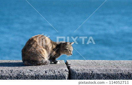 Cat relaxing on the embankment Cat relaxing on the embankment 114052711