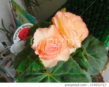 Salmon pink fortune begonia 114052717