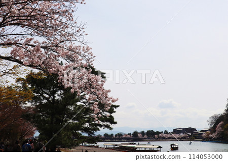 Ozeki River (Kuzuno Ozeki) and Togetsukyo Bridge in Arashiyama, Kyoto during cherry blossom season 114053000