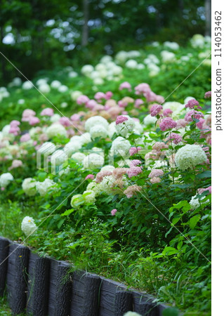 Garden Hydrangea Garden Hydrangea 114053462