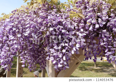 紫藤花 114053476