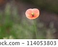 It's a cute flower, the long-eared poppy. 114053803